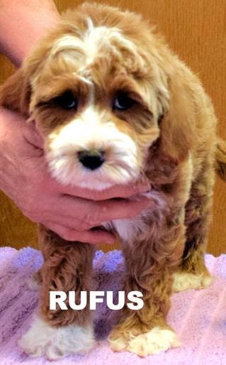 australian labradoodle